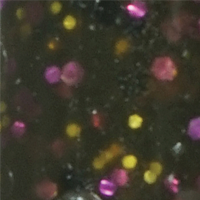 Green Pumpkin Goby