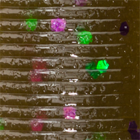 Green Pumpkin/Green Purple Flk