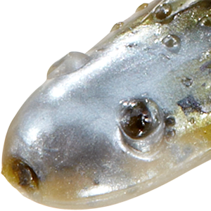 Green Pumpkin Pearl Laminate