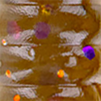 Green Pumpkin/Purple Copper Fk