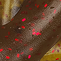 Green Pumpkin Red Flake