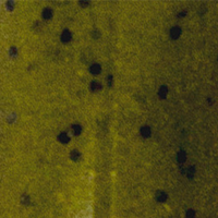 Green Pumpkin/Red Flake