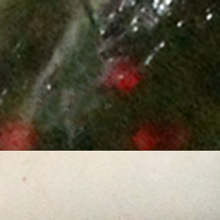 Green Pumpkin/White Tail