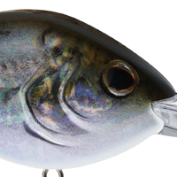 HD Blueback Herring