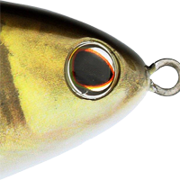HD Golden Shiner