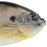 HD Sunfish