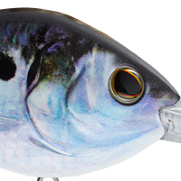 HD Threadfin Shad