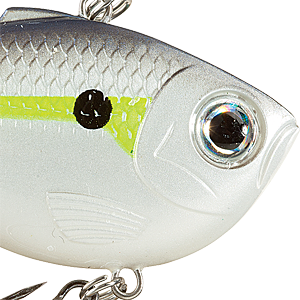 Helsinki Shad