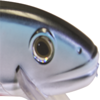 Holographic Silver Shiner