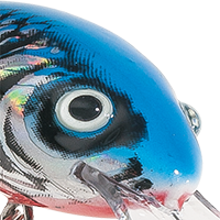 Silver Blue Shad