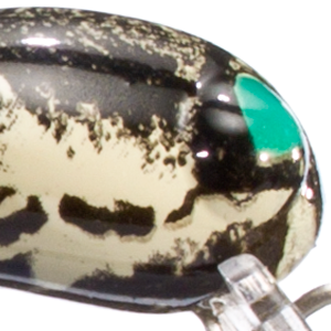 Horsefly