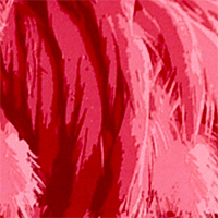 Inaugua Pink