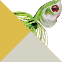 JC Special-Nickel/Gold