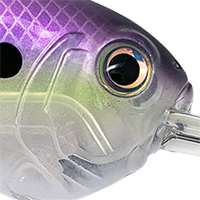 Lavender Shad