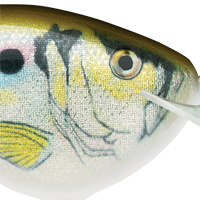 Live River Shad