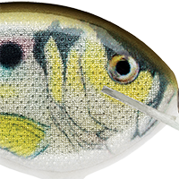 Live River Shad