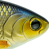 Live Shiner