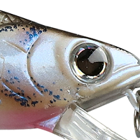 Live Threadfin Shad