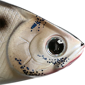 Live Threadfin Shad