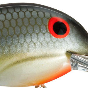 Louisiana Shad