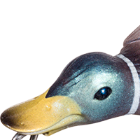Mallard