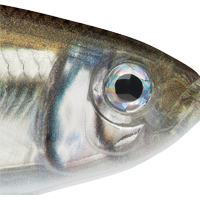 Mangrove Minnow