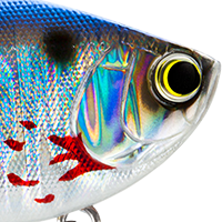 Metallic Bleeding Shad