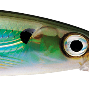 Moss Back Shiner