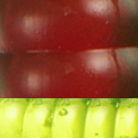 Motor Oil Chartreuse Tail