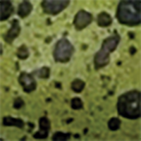 Mottled Olive
