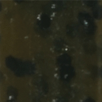 Mud Minnow
