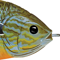 Natural/Blue Pumpkinseed