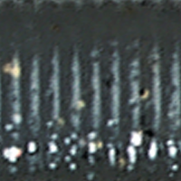 Natural Shad