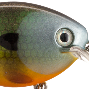 Neon Bluegill