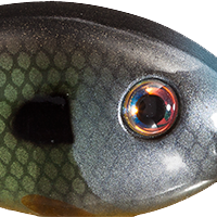 Neon Bluegill
