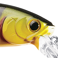 Northern Yellow Perch