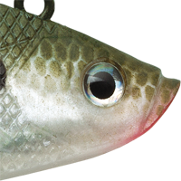 Olive Shad