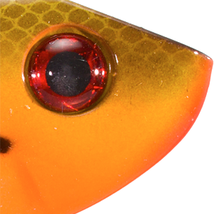 Orange Belly Craw