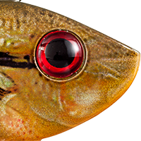 Orange Bream
