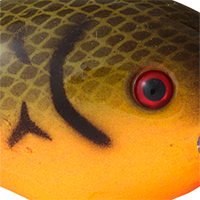 Orange Belly