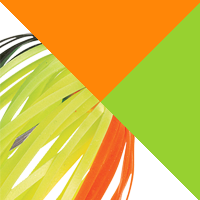 Orange Black/Chartreuse Orange