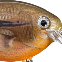 Orange Bream