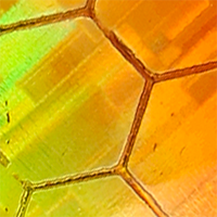 Orange/Chartreuse Hex Foil