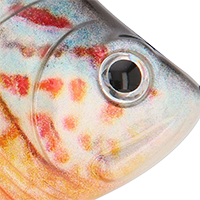 Orange Spotted