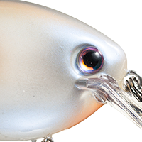 Oyster