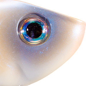 Oyster