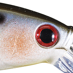 Pearl Threadfin Shad