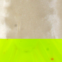 Pearl White / Chartreuse