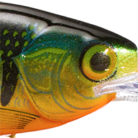 Perch