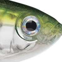 Pilchard